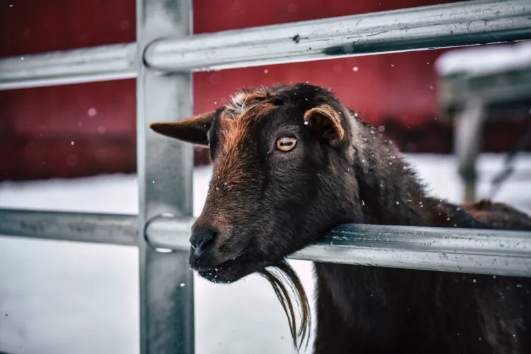 brown goat behind fence in snowfall