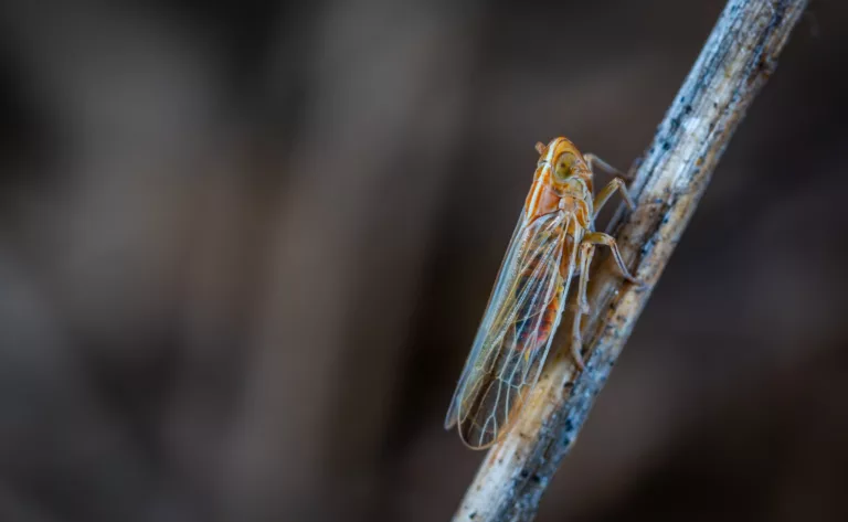 closeup photo of brown and gray cicada on twig