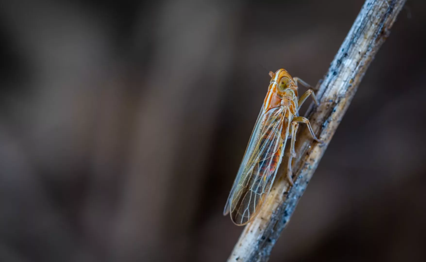closeup photo of brown and gray cicada on twig