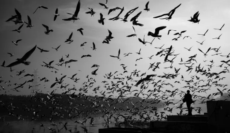greyscale photography of flock of birds