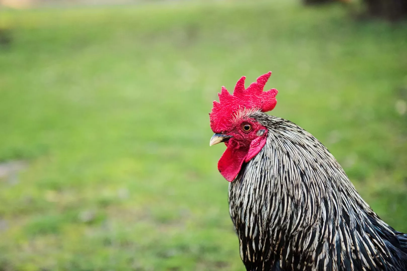 portrait of black and white rooster