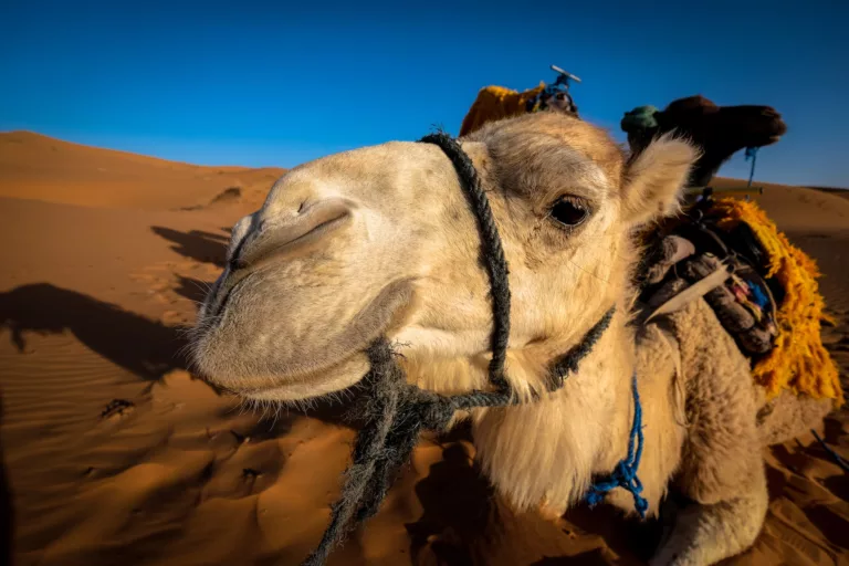 front view of a camel at the desert area
