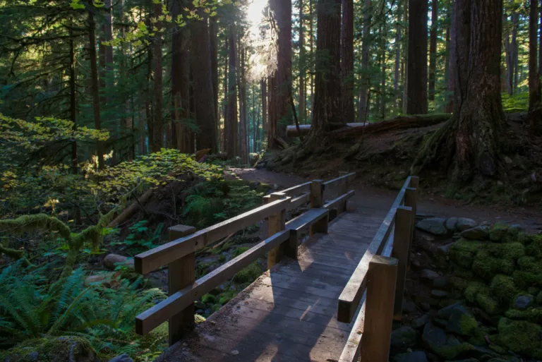 wooden footbridge in deep forest
