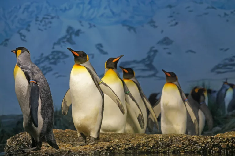 penguins walking on brown surface