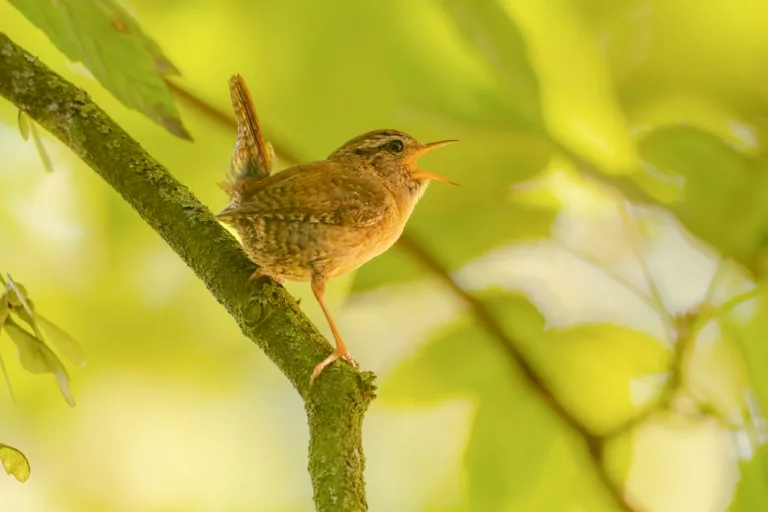 a bird is sitting on a branch in the sun