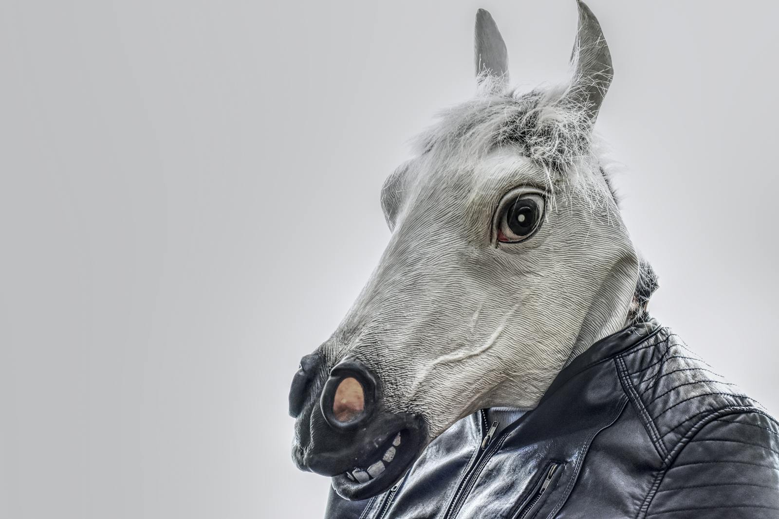 White Horse Wearing Black Leather Zip-up Jacket