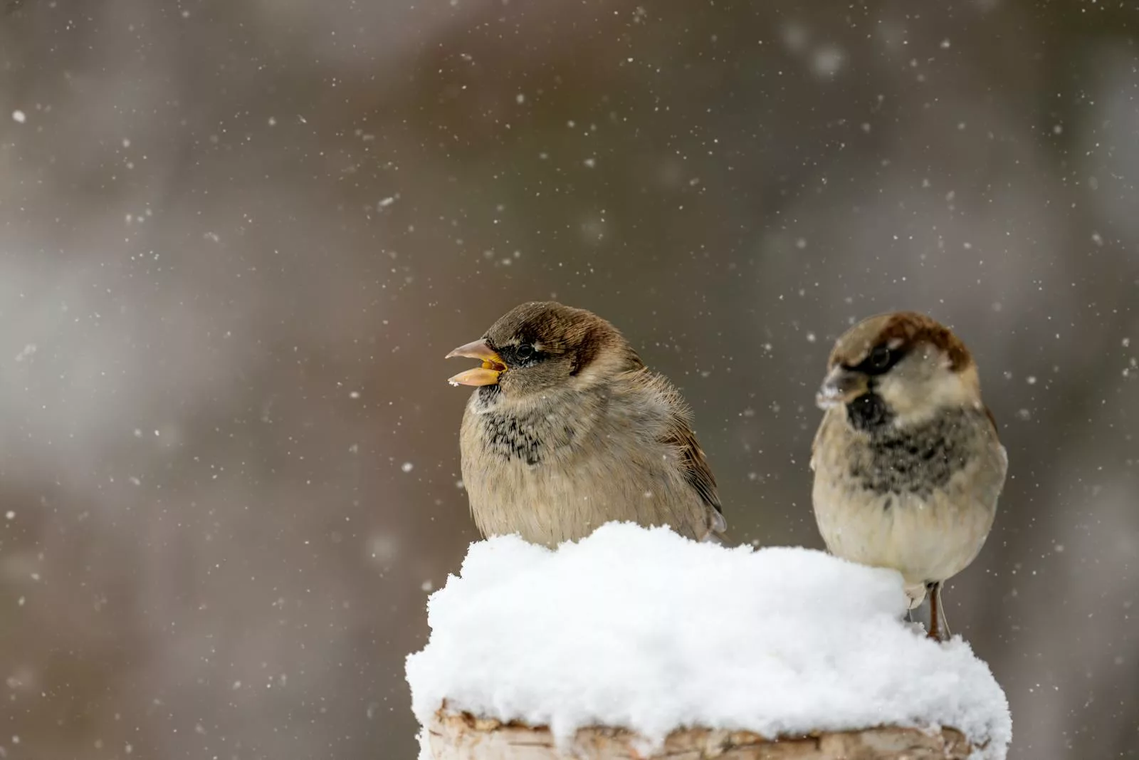 Little gray sparrows with soft feathers tweeting during snowfall on blurred background of nature