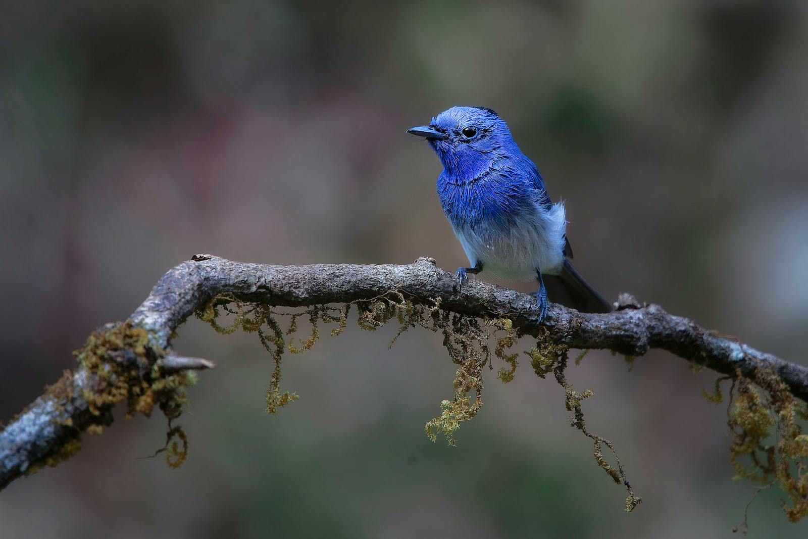 Bluebird with vibrant plumage sits gracefully on a mossy branch in natural habitat.