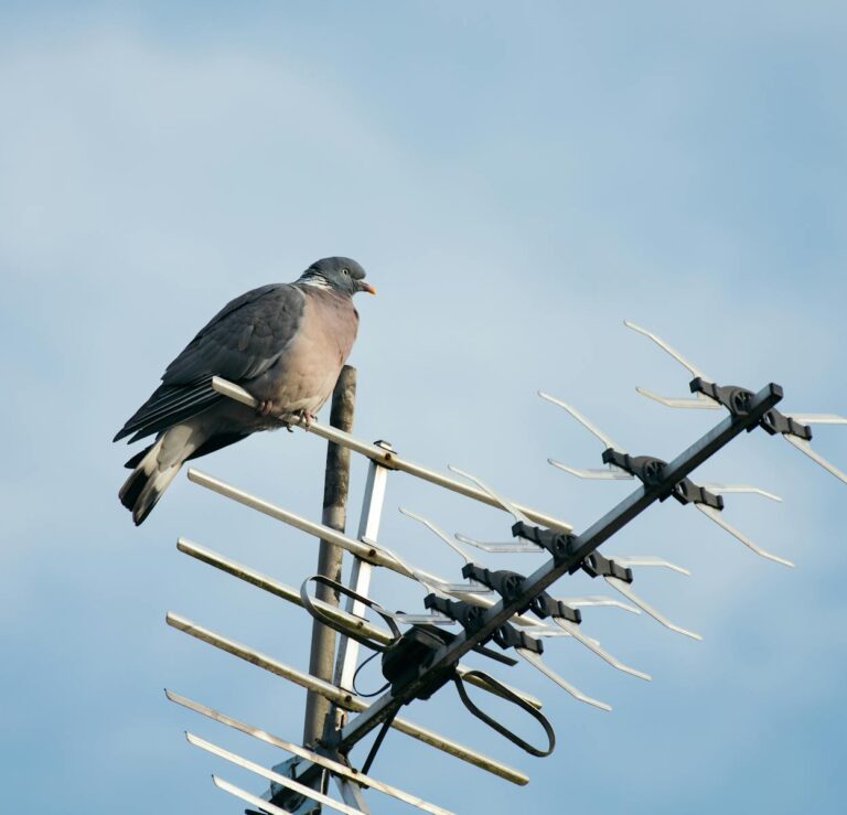 Close-up of a pigeon resting on a TV antenna with a clear blue sky background.