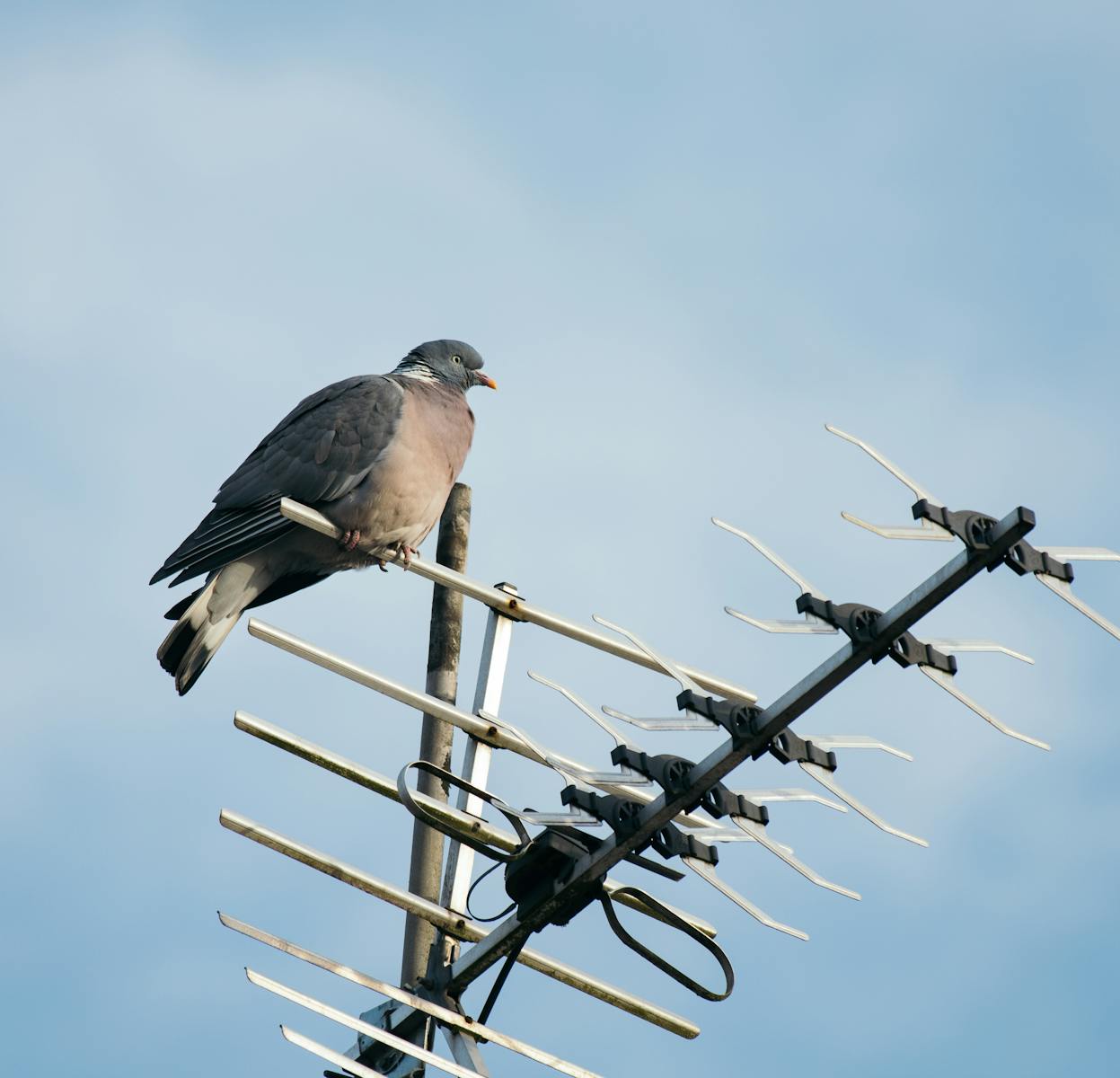 Close-up of a pigeon resting on a TV antenna with a clear blue sky background.