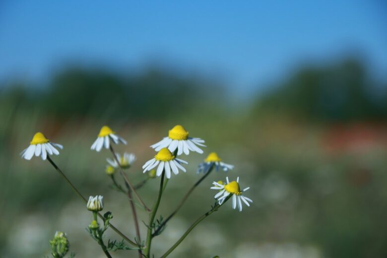 white and yellow daisy flower in bloom during daytime